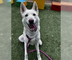 Siberian Husky Dogs for adoption in Salinas, CA, USA