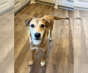 Labrador Retriever-Unknown Mix Dogs for adoption in Boston, MA, USA