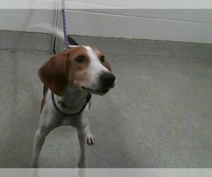 English Foxhound Dogs for adoption in Fort Collins, CO, USA
