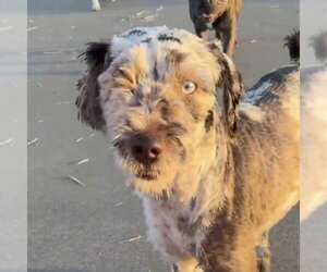 Mutt Dogs for adoption in Canton, CT, USA