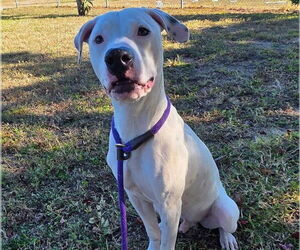 American Pit Bull Terrier-Unknown Mix Dogs for adoption in Ocala, FL, USA