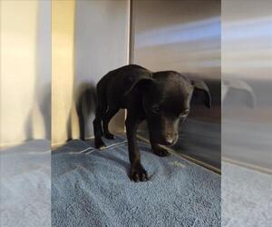 German Shepherd Dog-Unknown Mix Dogs for adoption in Norco, CA, USA