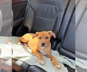 American Staffordshire Terrier-Boston Terrier Mix Dogs for adoption in San Juan Capistrano, CA, USA