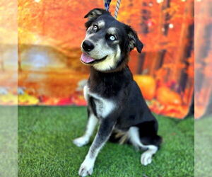 Australian Shepherd-Huskies  Mix Dogs for adoption in Long Beach, CA, USA