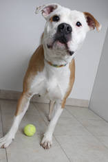American Bulldog Dogs for adoption in Eden Prairie, MN, USA