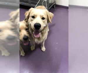 Golden Retriever Dogs for adoption in Long Beach, CA, USA