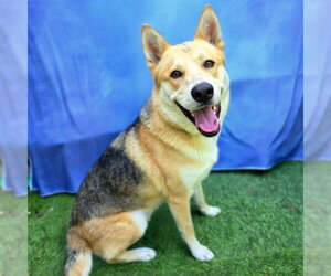 Gerberian Shepsky Dogs for adoption in Long Beach, CA, USA