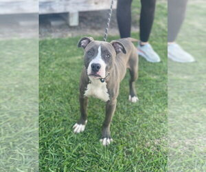 American Pit Bull Terrier-Unknown Mix Dogs for adoption in Oakhurst, NJ, USA