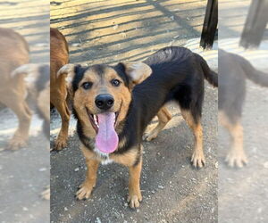 German Shepherd Dog-Unknown Mix Dogs for adoption in Riverside, CA, USA