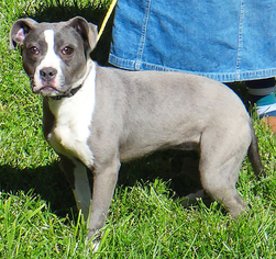 American Boston Bull Terrier Dogs for adoption in Stockport, OH, USA