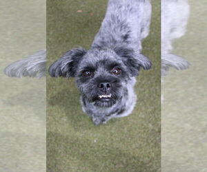 Shih Tzu-Unknown Mix Dogs for adoption in Orlando, FL, USA