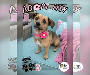 Dachshund Dogs for adoption in Menifee, CA, USA