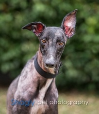 Greyhound Dogs for adoption in Dallas, TX, USA