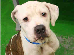 American Bulldog-Unknown Mix Dogs for adoption in Memphis, TN, USA