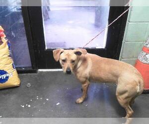 Labrador Retriever-Unknown Mix Dogs for adoption in Tulsa, OK, USA