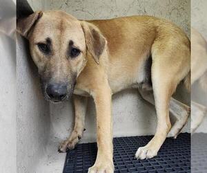 Labrador Retriever-Unknown Mix Dogs for adoption in San Antonio, TX, USA