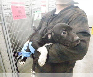 Mutt Dogs for adoption in Oroville, CA, USA