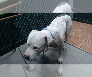 Medium Photo #2 American Bulldog-Unknown Mix Puppy For Sale in Downey, CA, USA