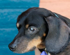 Dachshund Dogs for adoption in Pittsburg, CA, USA