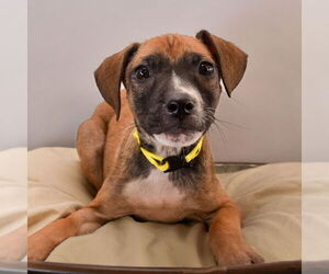 Black Mouth Cur-Unknown Mix Dogs for adoption in Sheridan, CO, USA