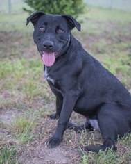 Sheprador Dogs for adoption in Arlington, VA, USA