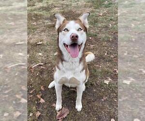 Siberian Husky Dogs for adoption in Lee's Summit, MO, USA