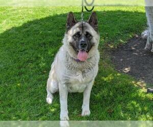 Akita Dogs for adoption in San Clemente, CA, USA