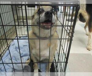 Pug Dogs for adoption in Oklahoma City, OK, USA