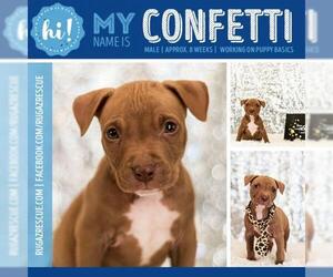 American Pit Bull Terrier-Unknown Mix Dogs for adoption in New Port Richey, FL, USA
