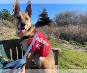 German Shepherd Dog Dogs for adoption in McKinleyville, CA, USA