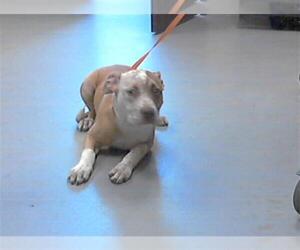American Pit Bull Terrier-Unknown Mix Dogs for adoption in Fayetteville, NC, USA