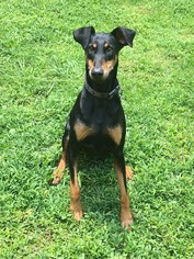 Doberman Pinscher Dogs for adoption in Ellijay, GA, USA