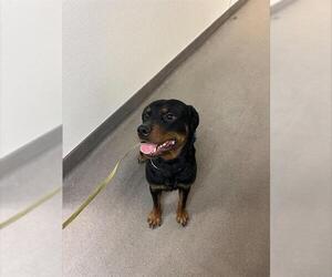 Rottweiler Dogs for adoption in HESPERIA, CA, USA