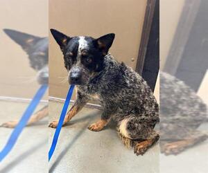 Mutt Dogs for adoption in Riverside, CA, USA