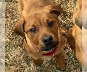 Mastador Dogs for adoption in Potomac, MD, USA