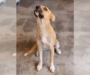 Black Mouth Cur-Unknown Mix Dogs for adoption in Winston Salem, NC, USA