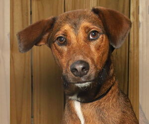 Redbone Coonhound-Unknown Mix Dogs for adoption in Oakland Park, FL, USA