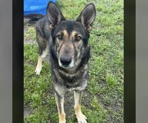 German Shepherd Dog Dogs for adoption in Conroe, TX, USA