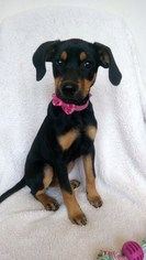 Labrottie Dogs for adoption in Newark, DE, USA