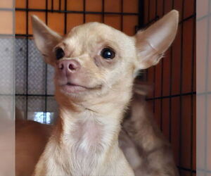 Chihuahua Dogs for adoption in Olalla, WA, USA