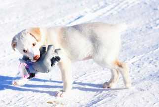 Alaskan Husky-Labrador Retriever Mix Dogs for adoption in Dodson, MT, USA