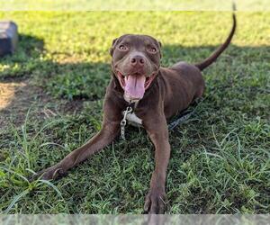 Labrador Retriever-Unknown Mix Dogs for adoption in Ocala, FL, USA