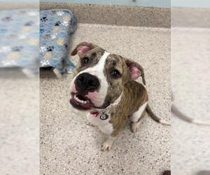 Bullboxer Pit Dogs for adoption in Brighton, CO, USA