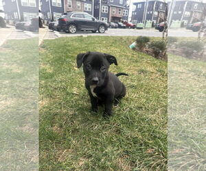 American Pit Bull Terrier Dogs for adoption in La Vergne, TN, USA
