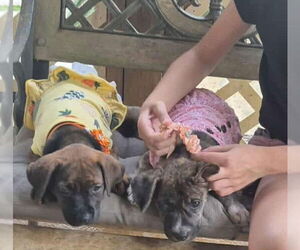 Chihuahua-Unknown Mix Dogs for adoption in Virginia Beach, VA, USA