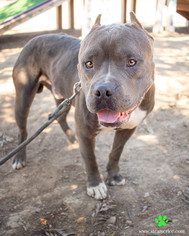 Small American Pit Bull Terrier