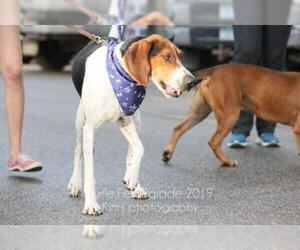 Treeing Walker Coonhound Dogs for adoption in Detroit Lakes, MN, USA