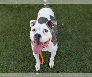 American Pit Bull Terrier-Unknown Mix Dogs for adoption in Las Vegas, NV, USA