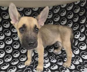 Siberian Husky-Unknown Mix Dogs for adoption in HESPERIA, CA, USA