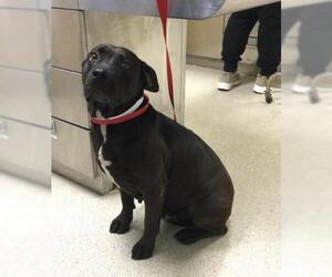 Mutt Dogs for adoption in Riverside, CA, USA